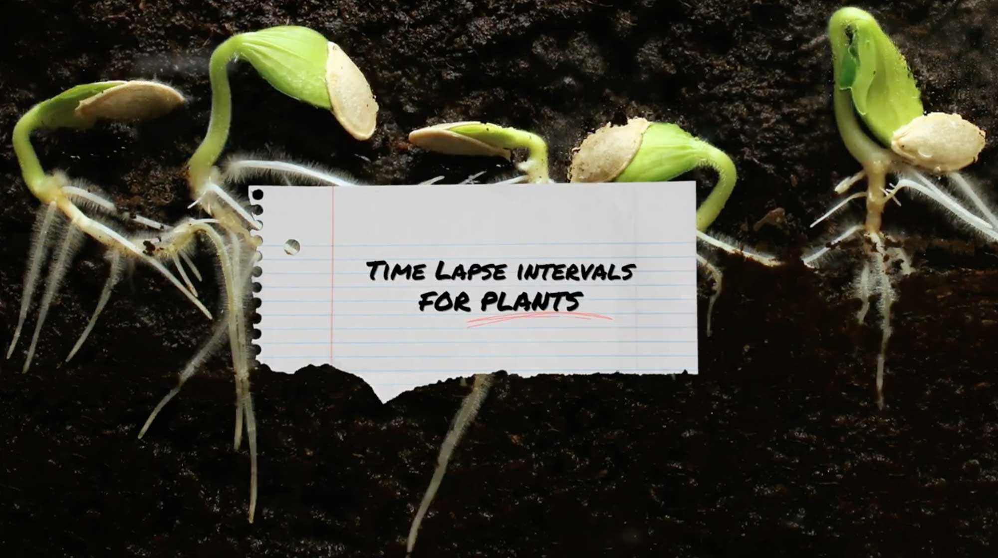 Time-Lapse-intervals-for-Plants